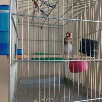 سهره و سهره قناری|پرنده|ملایر, |دیوار