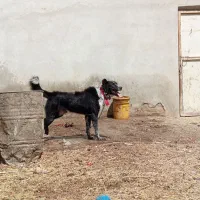 سگ نگهبان