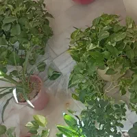 فروش انواع گل به قیمت مناسب