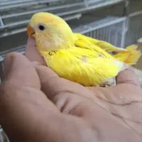 فروش جوجه طوطی برزیلی