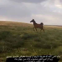 کره نریان خالص دره شوری با مدرک|اسب و تجهیزات اسب‌سواری|شیراز, شهرک گلستان|دیوار