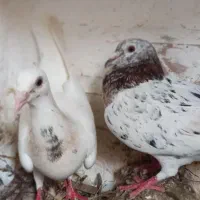 هفت رنگ