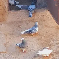 ۱۰تاکفترپرشی بدون عیب پسندهرعزیزی شددرختمتیم