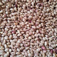 لوبیا چیتی بذری