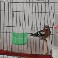 سهره وجوجه مینا|پرنده|قم, پردیسان|دیوار