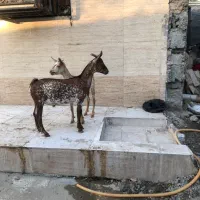 کهره صلاله نقشی