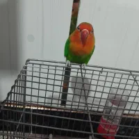 طوطی کوتوله