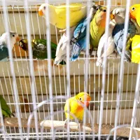 طوطی کوتوله برزیلی جوجه نرمه خور و سرلاکی و مولد|پرنده|نجف‌آباد, شریعتی|دیوار