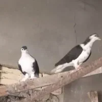 ریش کاکل کله ناب|پرنده|چابهار, |دیوار