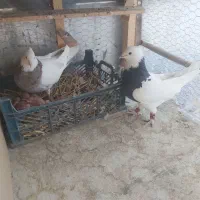 کفتر پرشی طوقی مسافتی فروشی|پرنده|آمل, |دیوار