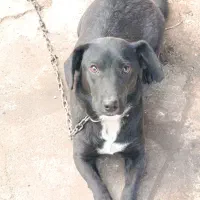 سگ نژاد لابرادور رتریور . واگذاری|سگ|تولم شهر, |دیوار