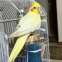 عروس هلندی گمشده*