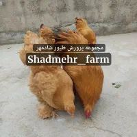 جوجه و تخم نطفه دار برهما رنگ لایت بلک لمون بلو|حیوانات مزرعه|شیروان (خراسان), |دیوار