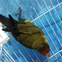 طوطی کوتوله برزیلی سبز|پرنده|مشهد, حجاب (شهرک غرب)|دیوار