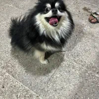 سگ پامر پامرین اصیل بوفیس خرسی|سگ|تهران, الهیه|دیوار