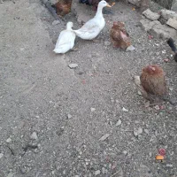 اردک فروشی|پرنده|ساروق, |دیوار