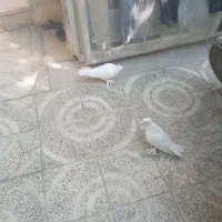 کبوتر تمام سفید بدون خط وخال پاپری( راعبی)|پرنده|اصفهان, سرتاوه|دیوار