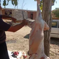 قصاب گوسفند هستم