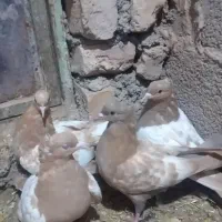 جوجه المانی زرد