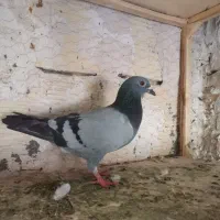 تعدادی کبوتر یا کفتر|پرنده|مشهد, شهید قربانی|دیوار