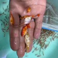 ماهی گلی بری عید