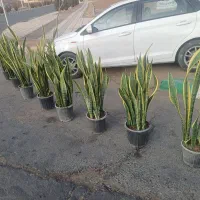 زیرقیمت گل سانسوریا