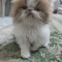 گربه پرشین سوپر فلت