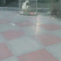 اردک