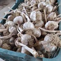 سیر محلی  تمیز
