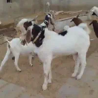 فروش دو عدد بز و سابرین نژدی و ورن