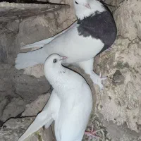 طوقی|پرنده|ایرانشهر, |دیوار