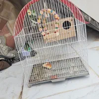 عروس هلندی|پرنده|کرخه, |دیوار