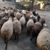 ۳۲راس وگوسفند داشتی جوان|حیوانات مزرعه|سنقر, |دیوار