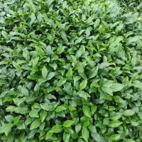 نظافت باغچه و حیات