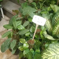 کاج مطبق بزرگ|گل و گیاه طبیعی|نیشابور, ناسیونال|دیوار