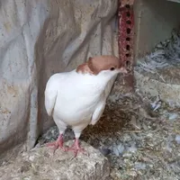 ۴تارنگه درجه یک|پرنده|گناباد, |دیوار