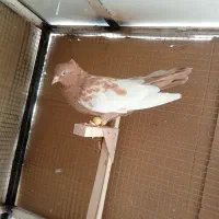 کبوترسینه زرد|پرنده|شیراز, سعدیه شمالی|دیوار