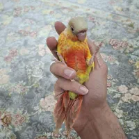 گرینچیک آناناسی|پرنده|مشهد, هنرستان|دیوار