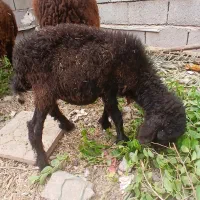 ماهشهر شهرک مدنی