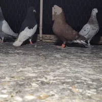 کفتر رنگی هوایی|پرنده|شیراز, کوشک میدان|دیوار