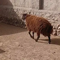 قوچ شیشک
