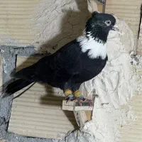 کلاغ نواری سیاه نر ۴۰ سانتی عتیقه