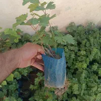 نهال وارداتی پسته|خدمات باغبانی و درختکاری|خوی, |دیوار