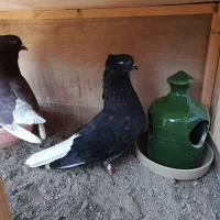 کبوتر نروماده