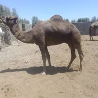 3 عدد لوک بزرگ و خیلی چاق