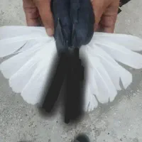 سیاه دم سفید گل دم