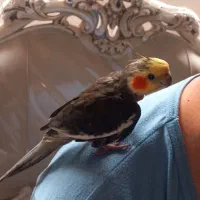 عروس هلندی نر سخنگو و آوازه خوان