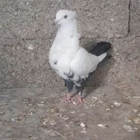 دم شلواری سیاه