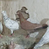 هفرنگ و سرخ