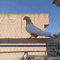 کفترماده سینه زرد|پرنده|تهران, شوش|دیوار